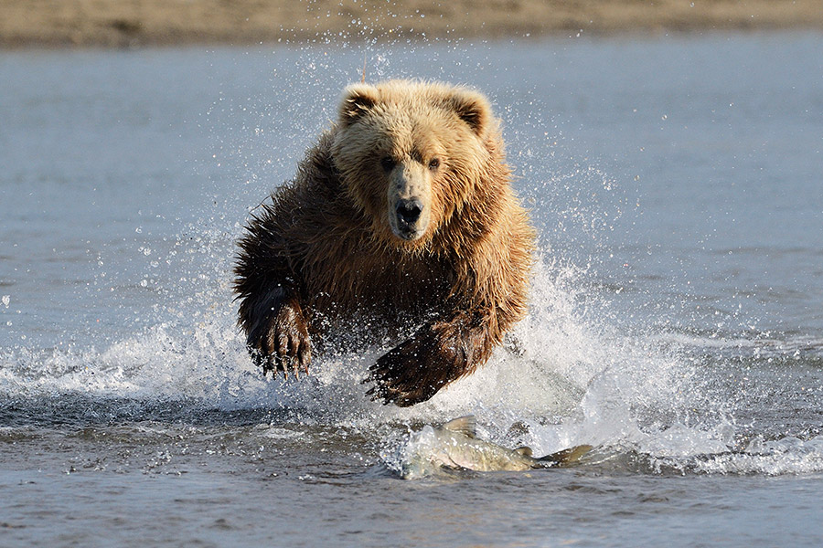 Bear in water from film documentary